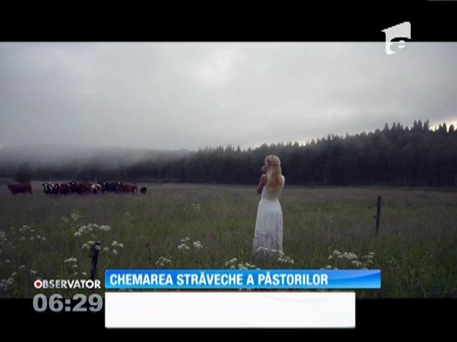 O t&acirc;nără din Suedia adună vitele de pe c&acirc;mp cu un c&acirc;ntec