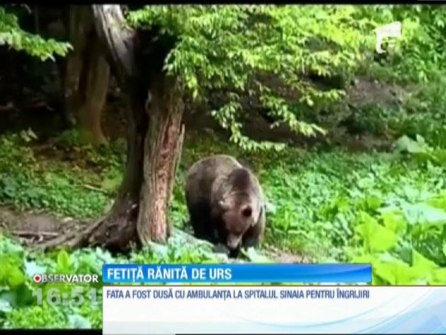 Fetiță rănită de urs &icirc;n zona Valea Cerbului, spre Gura Diham