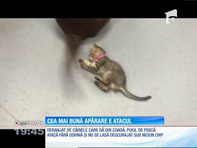 Cea mai bună apărare e atacul pentru un pui de pisică