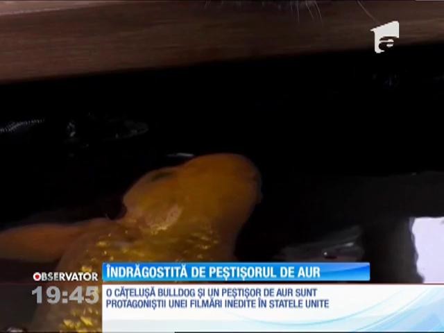 O relaţie neobişnuită &icirc;ntre un c&acirc;ine şi un peştişor auriu