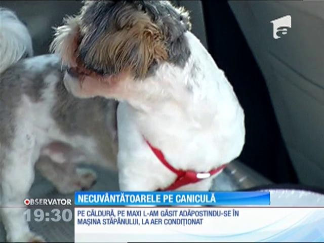 Pe vreme de caniculă şi necuv&acirc;ntătoarele suferă