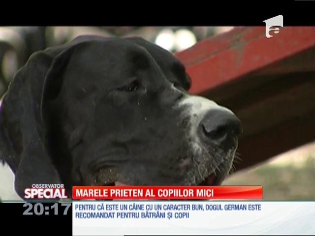 Special! Dogul german este recomandat pentru bătr&acirc;ni şi copii