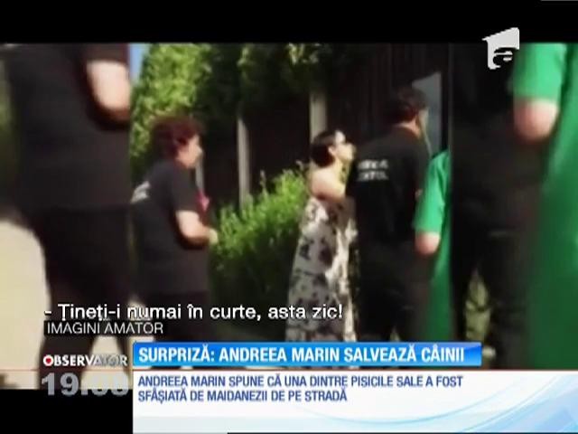 Andreea Marin vrea să salveze c&acirc;inii străzii