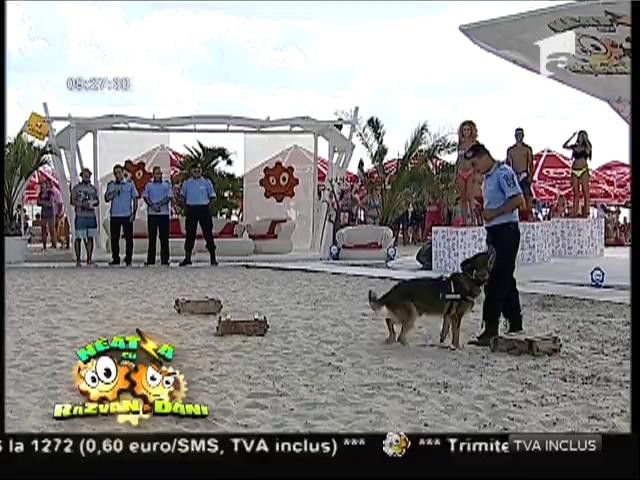 Aris şi Obisa, c&acirc;inii de patrulare şi interveţie de la Jandarmeria Constanţa, şi-au demonstrat abilităţile la Neatza!