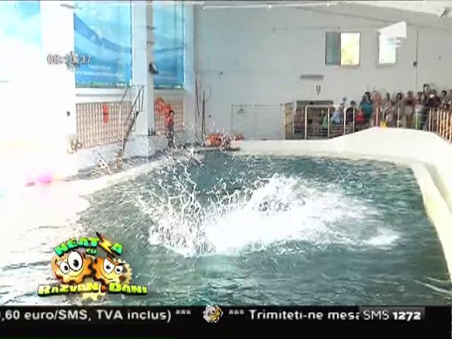 Ni-Ni și Chen-Chen, &icirc;n casă nouă! Cum arată noul bazin al delfinilor din Constanța