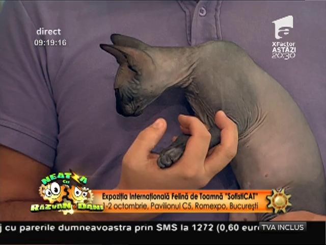 &Icirc;ncepe &rdquo;SofistiCAT&rdquo;, eveniment dedicat iubitorilor de pisici