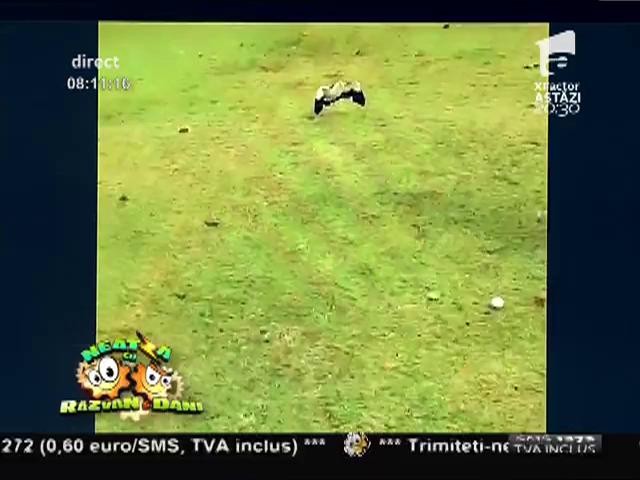 Smiley News: Angry Birds, varianta din viața reală. Au atacat un jucător de golf!