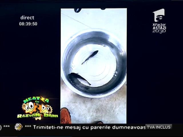 Smiley News: Un peşte &icirc;ngheţat, readus la viaţă
