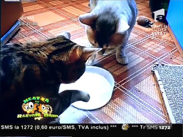 Smiley News: Expresie la pisici - &bdquo;Frate, frate, dar laptele-i pe bani&ldquo;