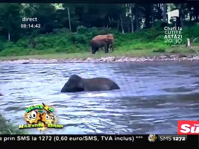 Smiley News: Un pui de elefant salvează un om de la &icirc;nec