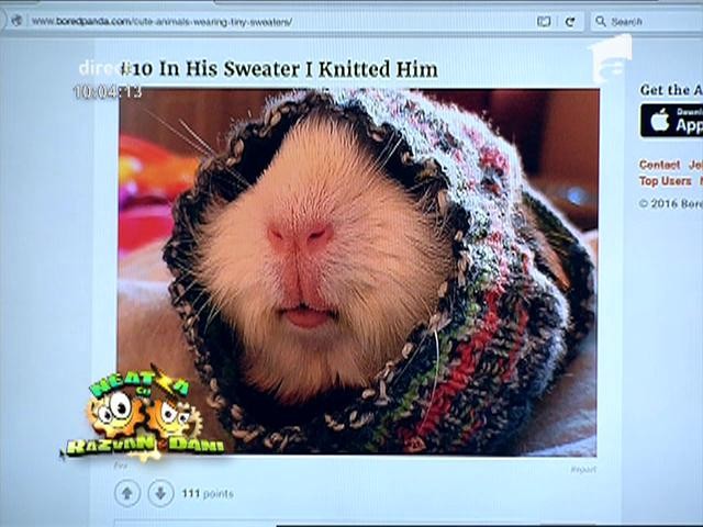 Cele mai haioase animale &icirc;n hăinuţe. Iată cum arată un melc &icirc;mbrăcat!