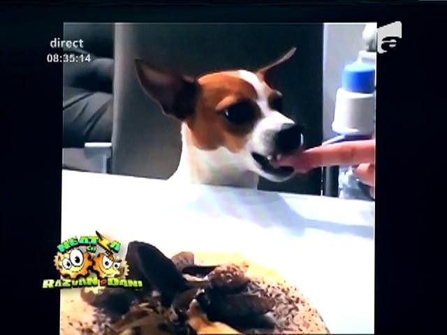 Smiley News: C&acirc;inele fiors și tortul