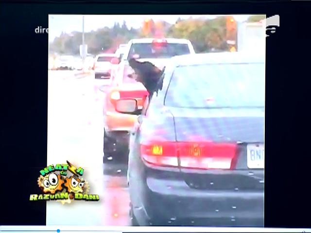 Smiley News: Un c&acirc;ine iubeşte ploaia