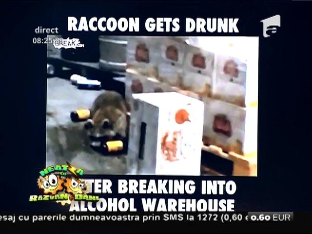 Smiley News / Ratonul matol!