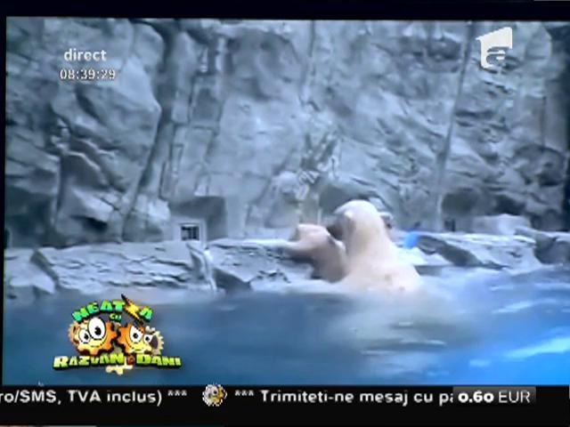 Smiley News: Ce face mama urs c&acirc;nd vede că puiul are nevoie de ajutor