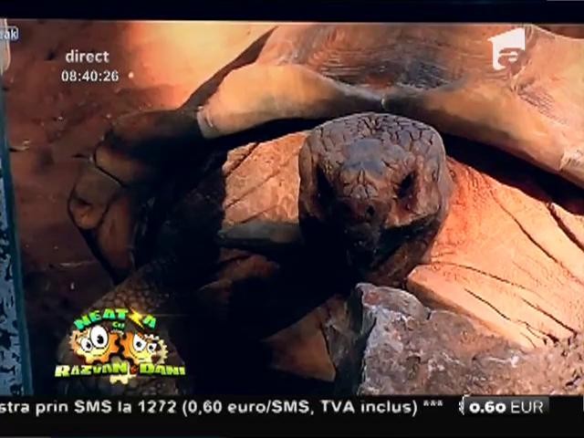 Smiley News: Broască testoasă spune &rdquo;Oau!&rdquo;