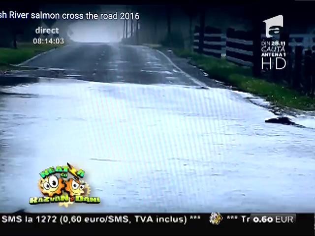 Smiley News: Atenție, somoni pe șosea!