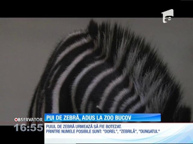 Un pui de zebră este cel mai noul locatar de la Grădina Zoologică din ...