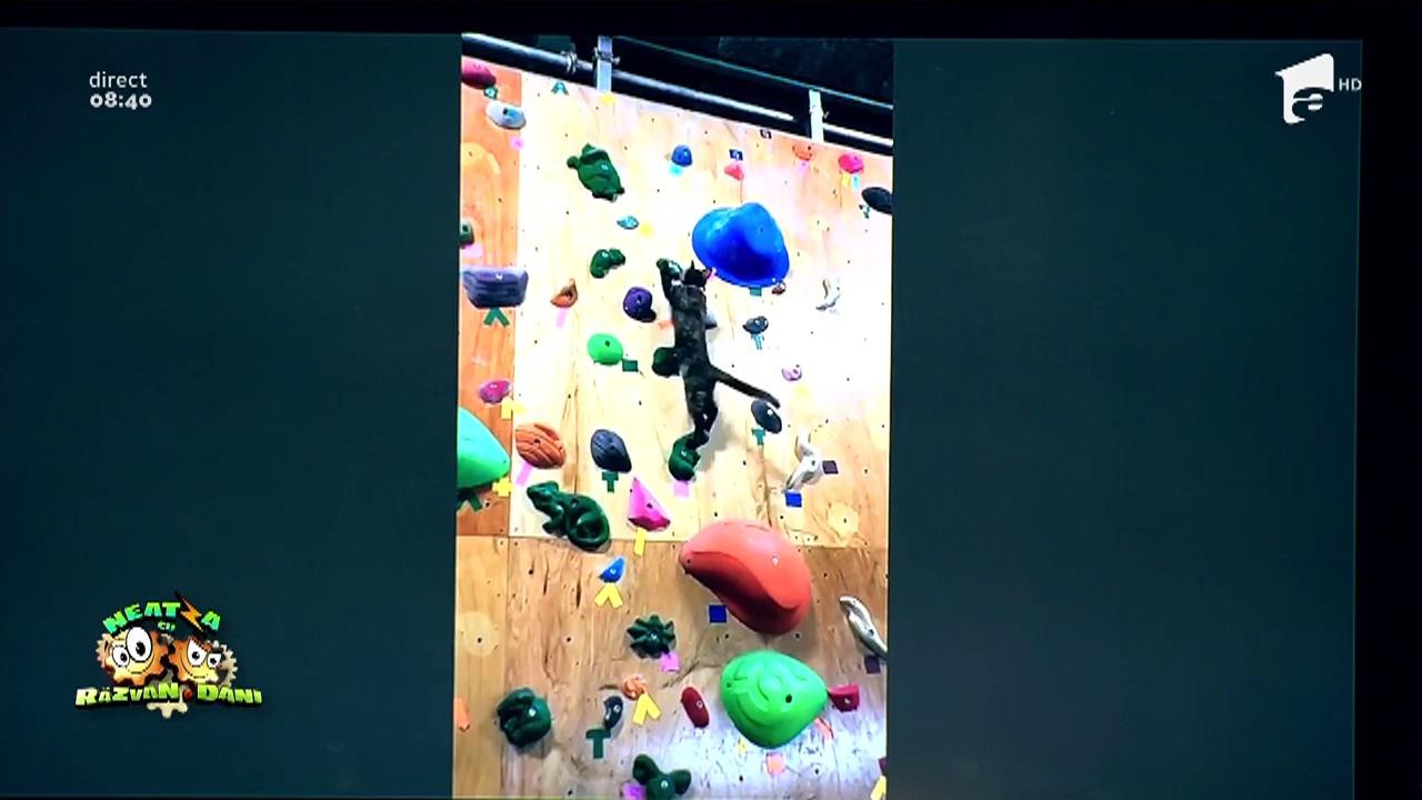 Smiley news: Pisica alpinistă