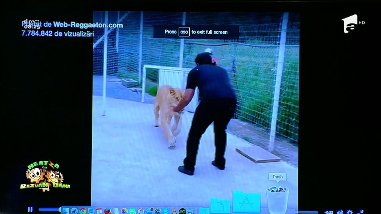 Smiley news: &Icirc;nt&acirc;lnire neobişnuită &icirc;n cușca unui leu