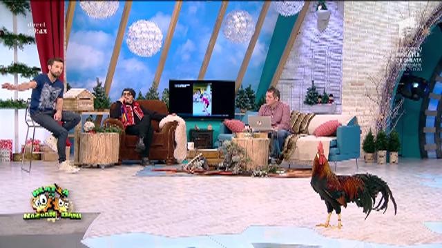 Nebunie &icirc;n platoul de la Neatza! Un cocoş a dat buzna &icirc;n emisiune