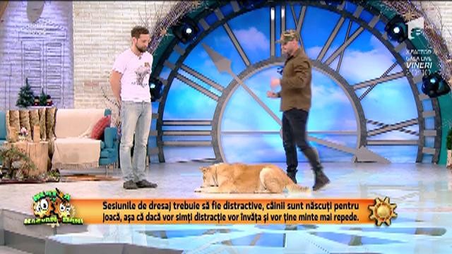 Reabilitarea c&acirc;inilor cu tulburări de comportament