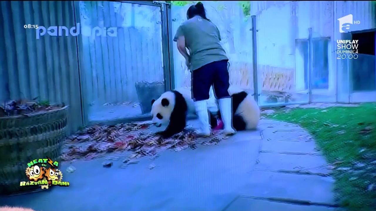 Smiley News: Cum arată o zi a unui &icirc;ngrijitor de ursuleţi panda