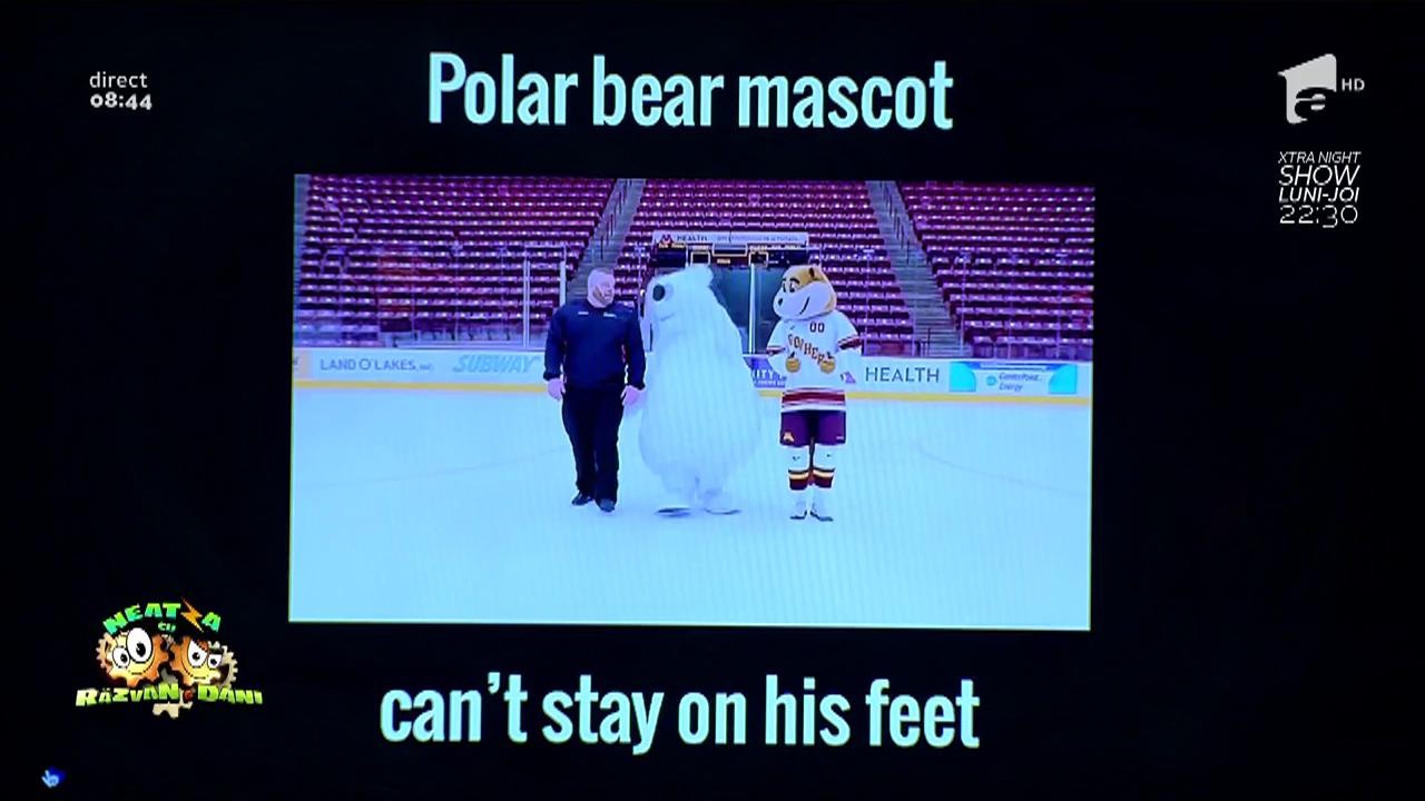 Smiley News: Cel mai prost urs polar din lume
