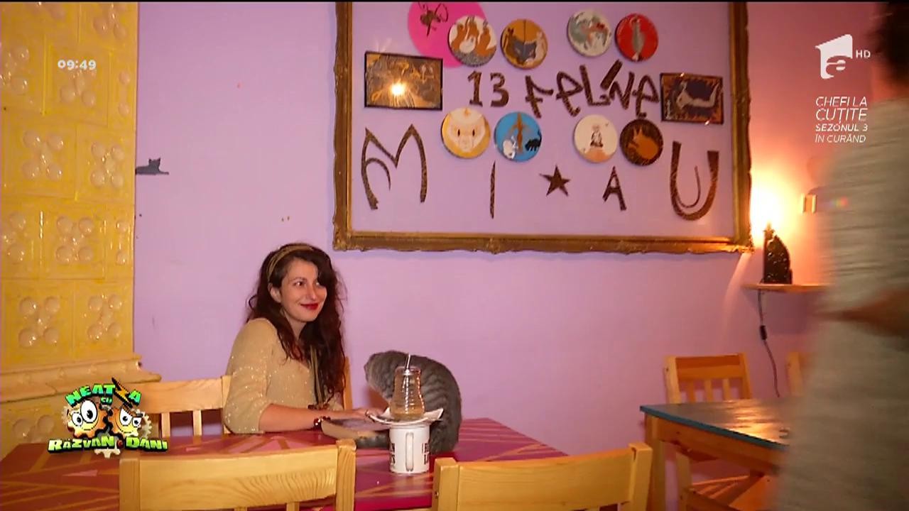 Cafenea cu pisici, acum şi &icirc;n București!