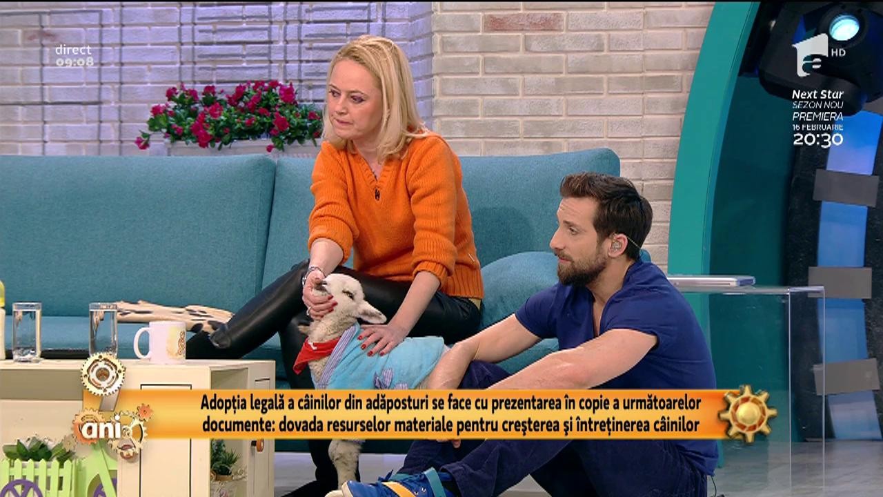 Mielul Ion, &icirc;n platoul de la Neatza. Animalele abandonate pot fi adoptate ca animale de companie