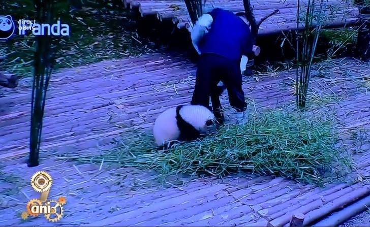 VIDEO: Lasă treaba, că o faci mai târziu, acum joacă-te cu mine! Cel mai drăgălaș pui de urs panda a cucerit internetul