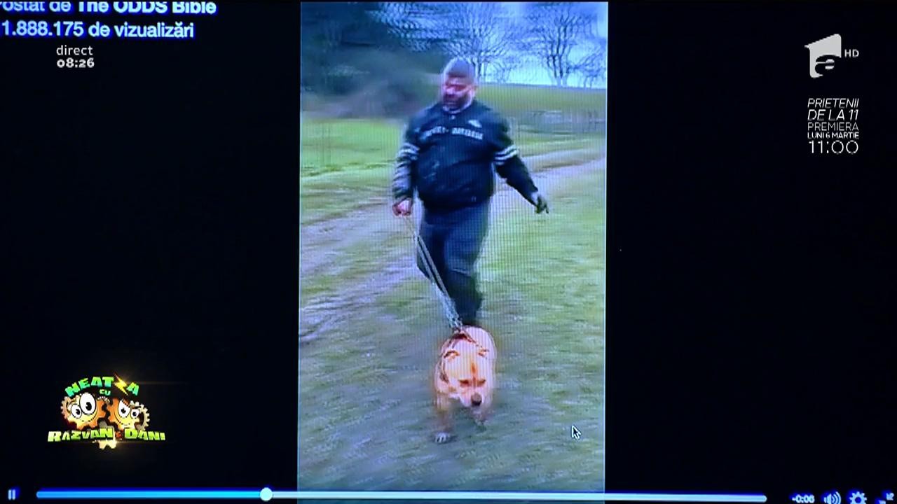 Smiley News: C&acirc;inele care a ieșit să-și plimbe stăp&acirc;nul!