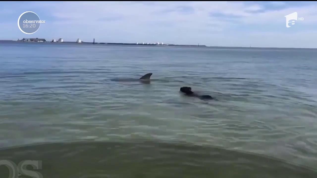 Cei care au ieșit la plimbare pe malul mării au fost cuceriți! Un câine a înotat minute bune alături de un delfin, în staţiunea Eforie