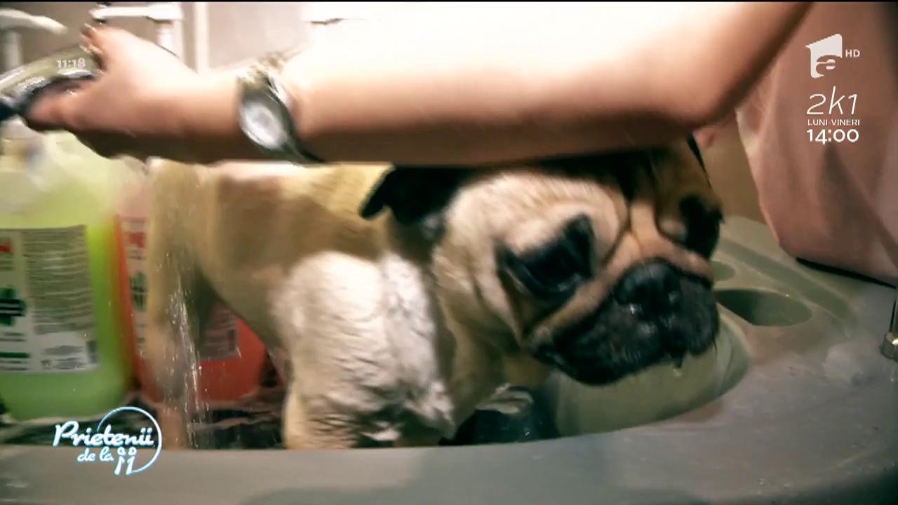 Theo Rose a devenit medic veterinar pentru o zi