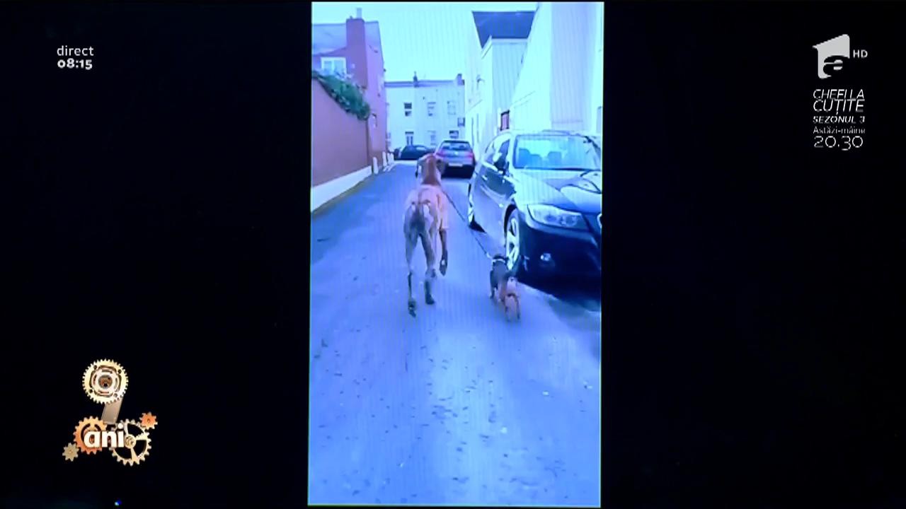 Smiley News: C&acirc;ine scos la plimbare de un alt c&acirc;ine