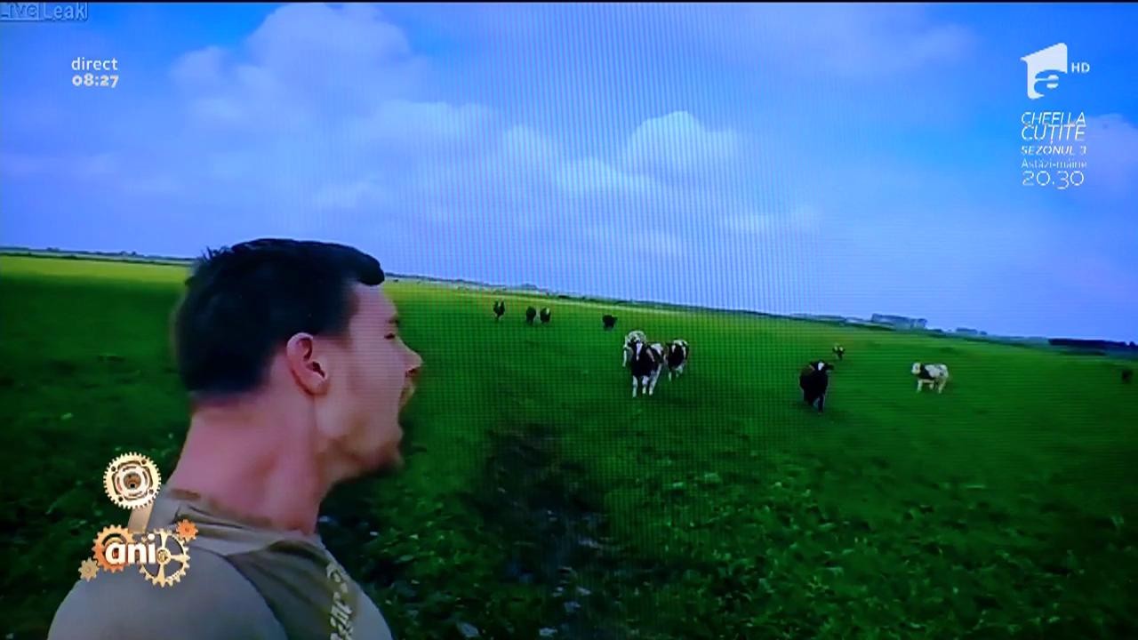 Smiley News: Cum se cheamă vacile