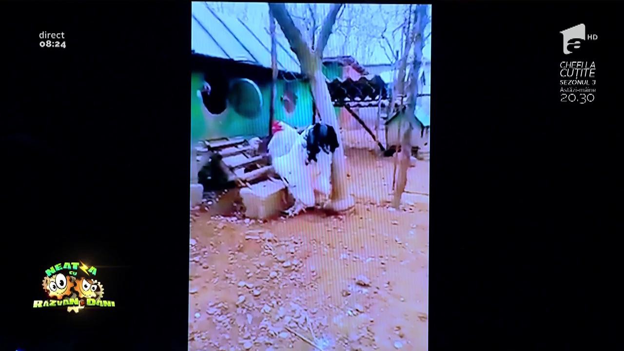 Smiley News: Un cocoș uriaș