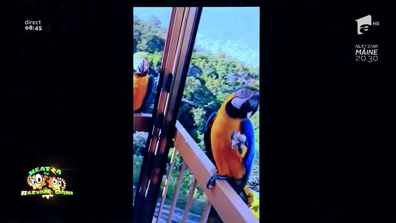 Smiley News: Papagalii cerșetori