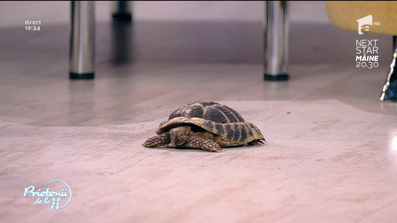 Unele specii de broaște țestoase nu au voie să fie deținute &icirc;n mod legal