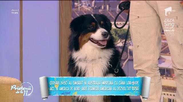 "Ciobănesc australian", cea mai inteligentă rasă de c&acirc;ini