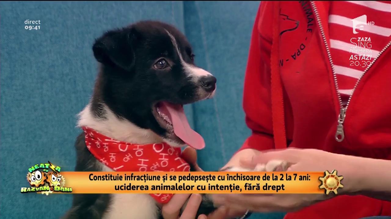 Constituie infracțiune și se pedepsește cu &icirc;nchisoare de la doi la șapte ani: uciderea animalelor cu intenție, fără drept