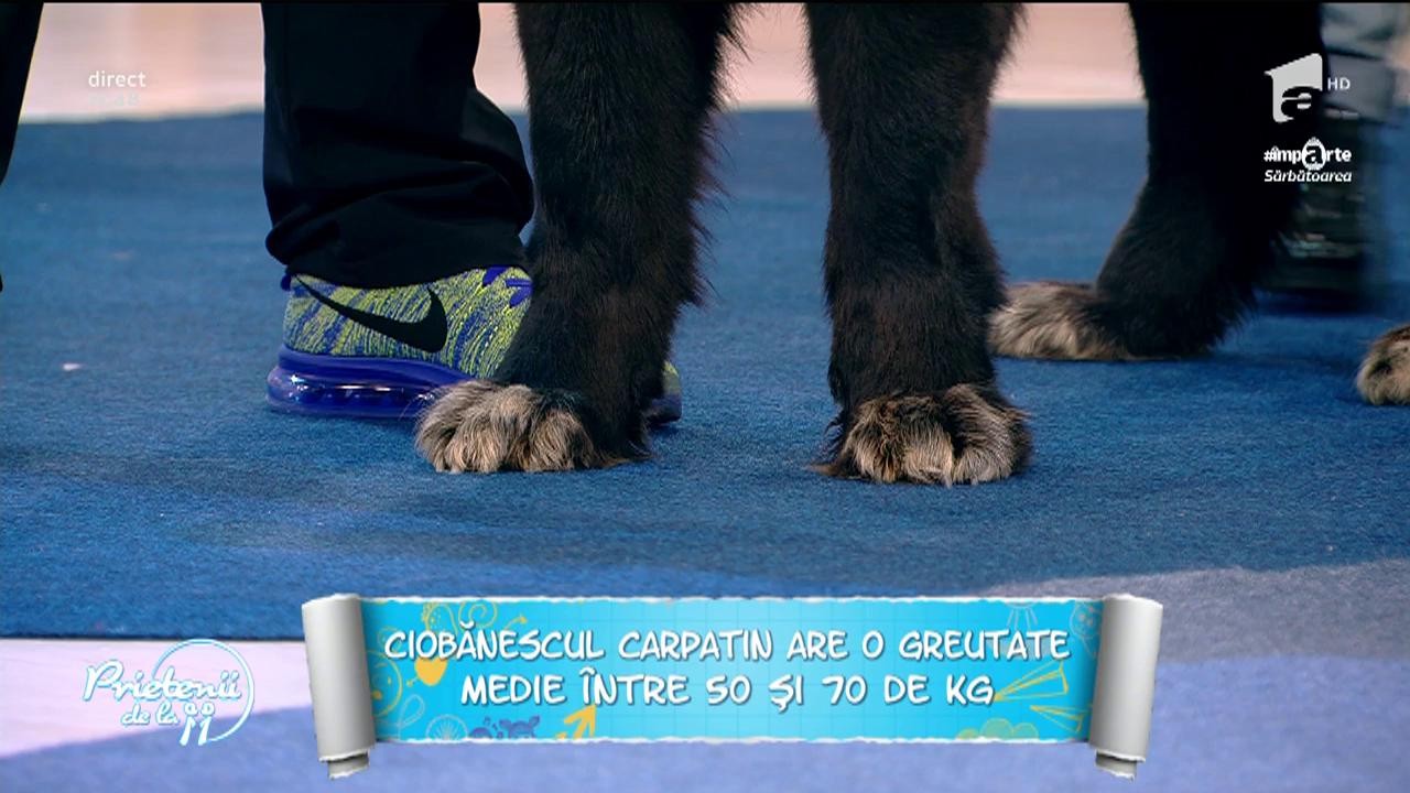 Lucruri mai puţin cunoscute despre Ciobănescul Rom&acirc;nesc Carpatin