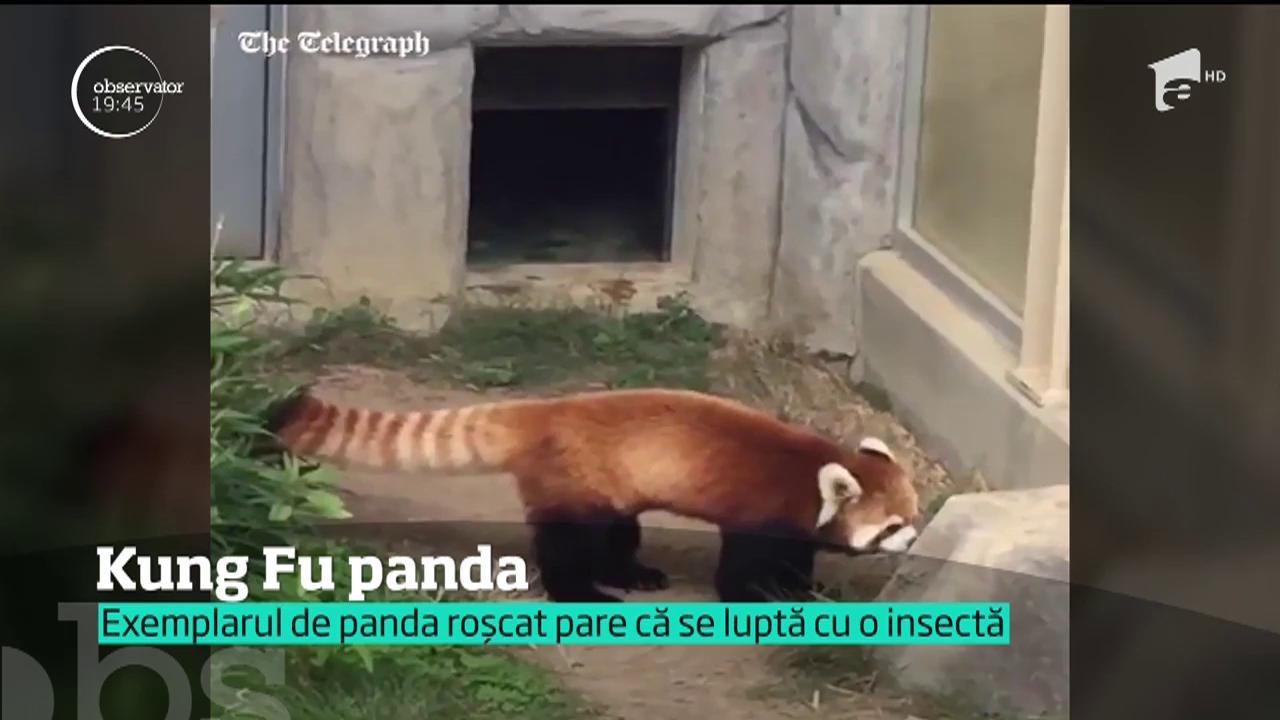S-a luptat cu o insectă și a devenit vedeta internetului. Un panda roşu din Japonia face deliciul internauților (VIDEO)
