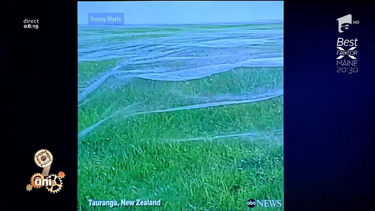 Smiley News: Cea mai mare p&acirc;nză de păianjeni din lume