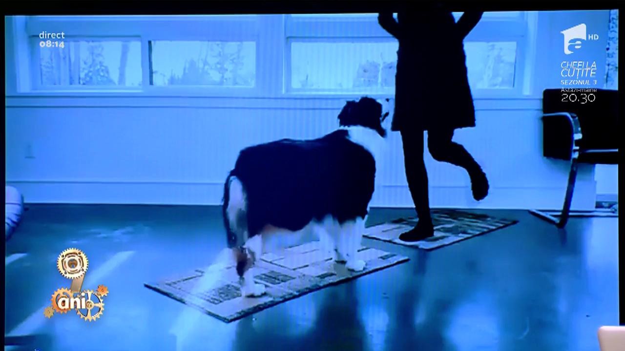 Smiley News. Cel mai dulce căţel! Uite cum face yoga cu stăp&acirc;na lui!