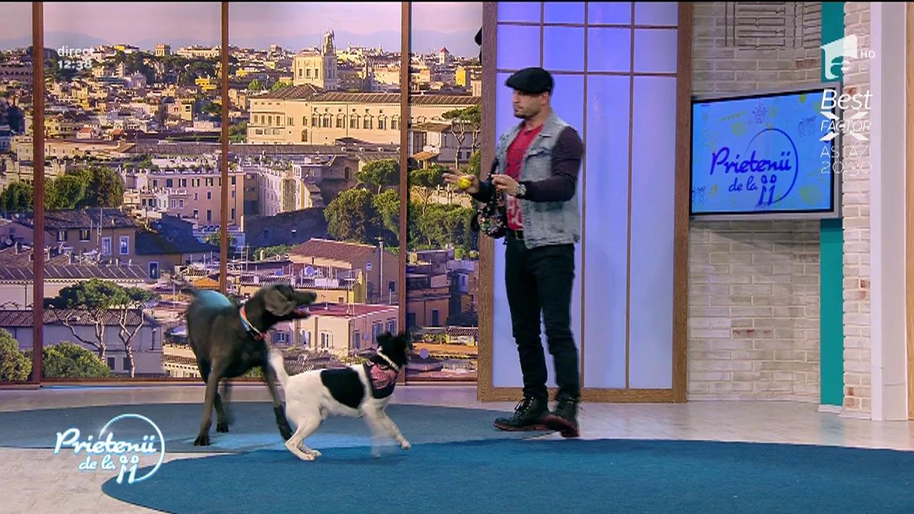 Spectacol canin la &icirc;nălțime! Număr de dresaj de senzație la "Prietenii de la 11"