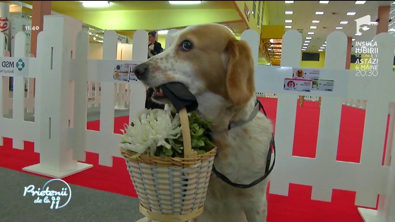 Pet Expo 2017: Animalele de companie, răsfăţate cu produse dedicate şi concursuri şi consiliate de peste 50 de specialişti