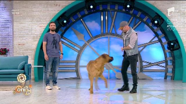 Cea mai puternică rasă de c&acirc;ini din lume