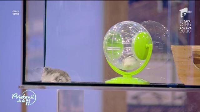 Animale de companie: Tot ce trebuie să ştii despre hamsteri