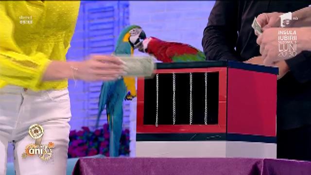 Papagalii Fido şi Alma au făcut spectacol &icirc;n platoul Neatza